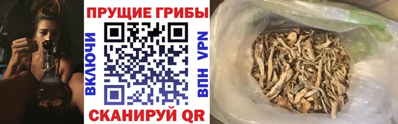 Псилоцибиновые грибы Psilocybine cubensis  Салават 
